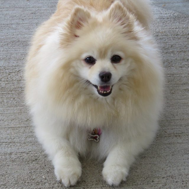 Taffy From Texas