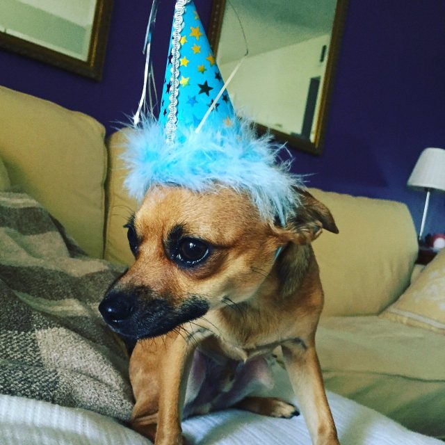Ziggys 1st Birthday