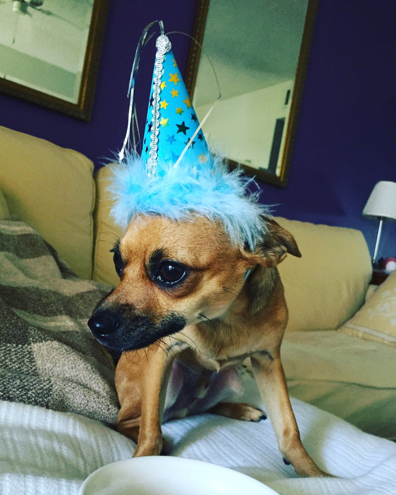 Ziggys 1st Birthday