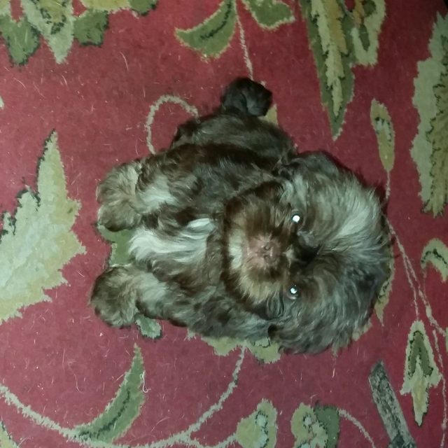I An Your Puppy And You Will Love Me