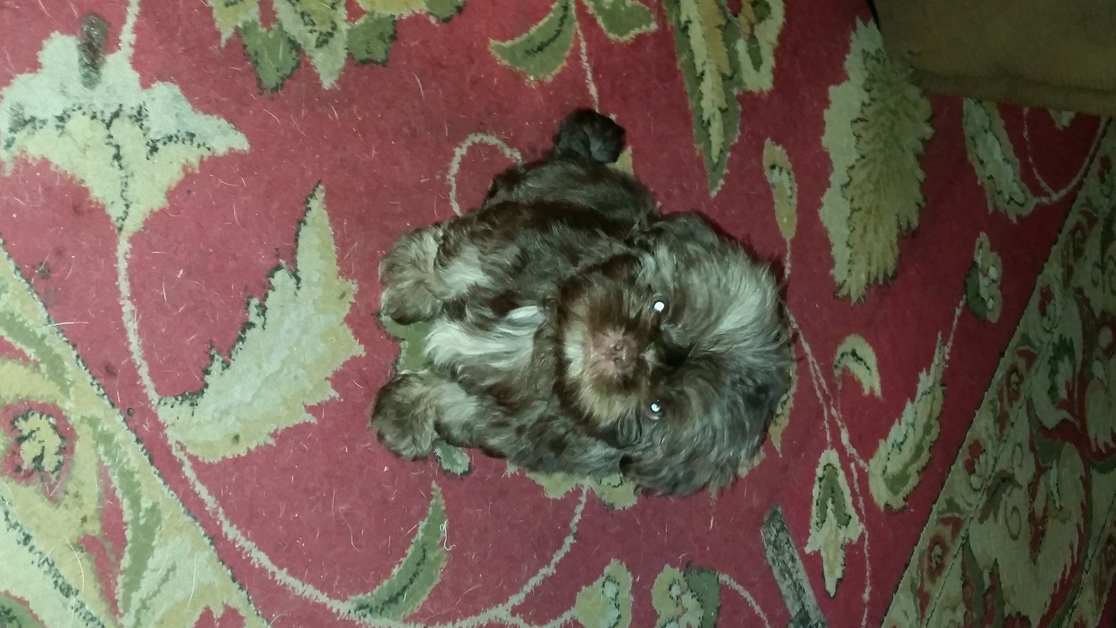 I An Your Puppy And You Will Love Me