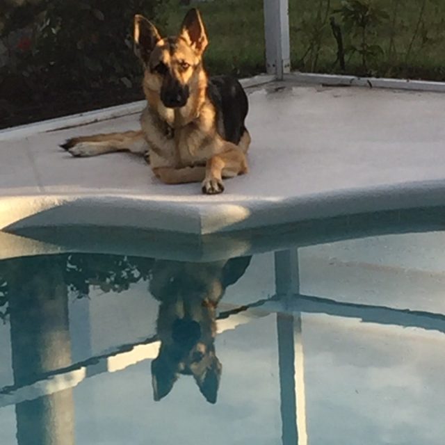 Pax At The Pool