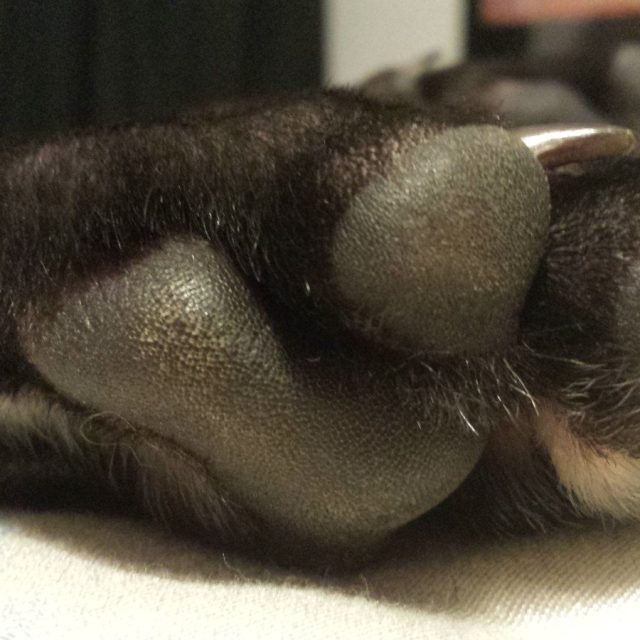 Baby Foot