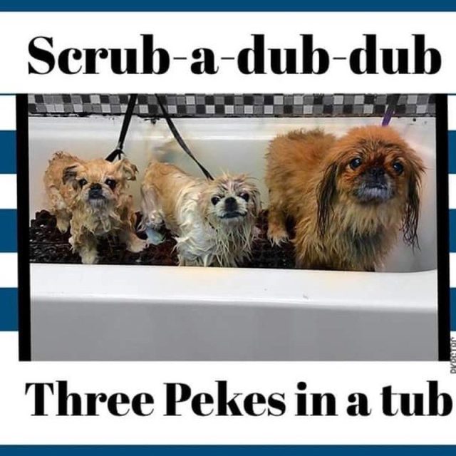Three Pekes In A Tub