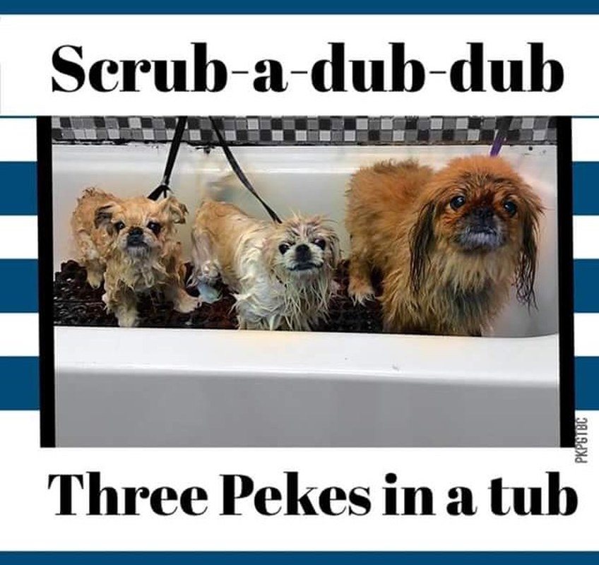 Three Pekes In A Tub