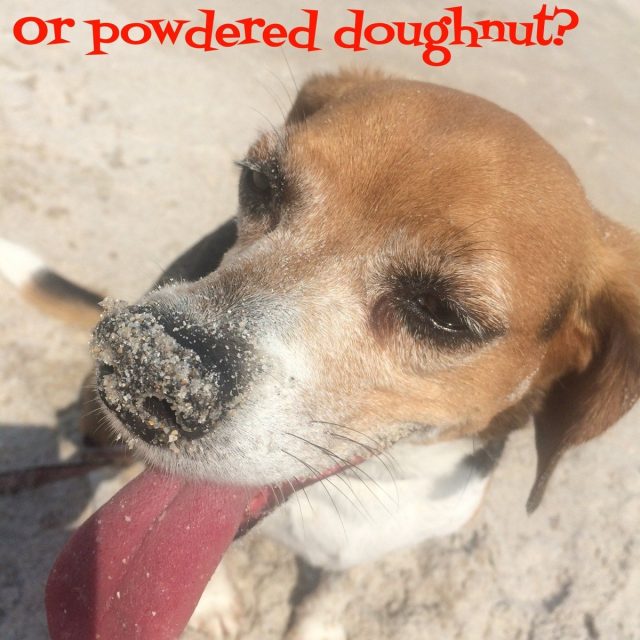 Powdered Donut
