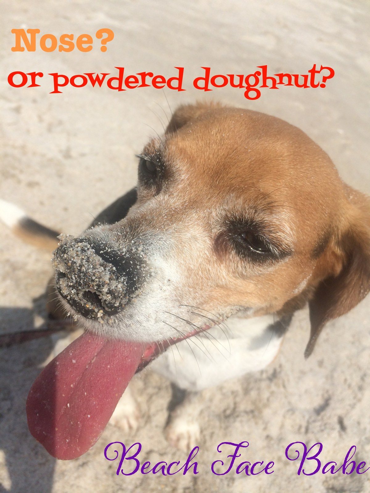 Powdered Donut
