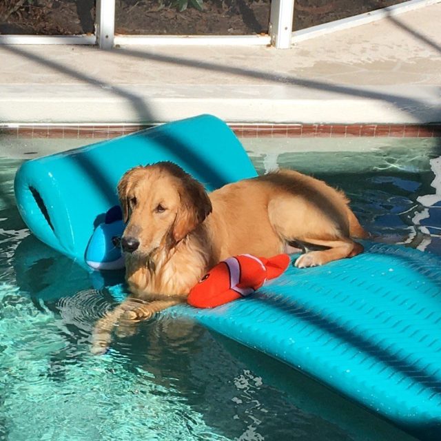 Jewels Just Relaxing On The Float Hoping Someone Will Join Her In The Pool!