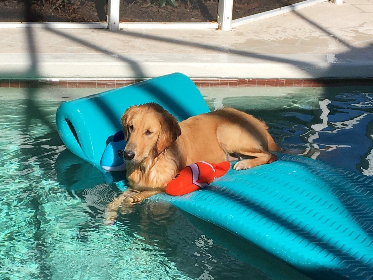 Jewels Just Relaxing On The Float Hoping Someone Will Join Her In The Pool!