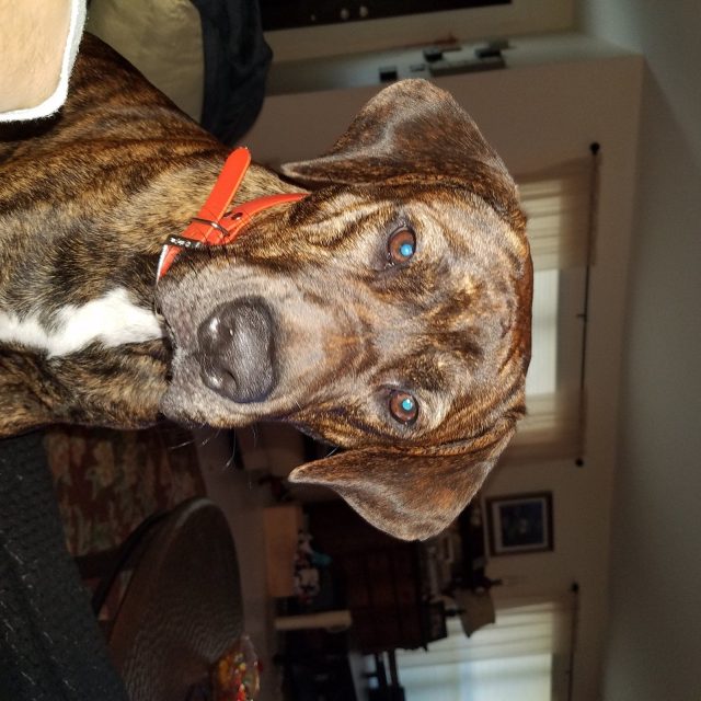 HANK (Williams The Turd)