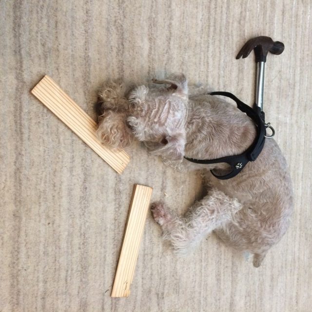 Fritz Loves Projects And 'helps' By Stealing Tools And Parts Then Falls Asleep W