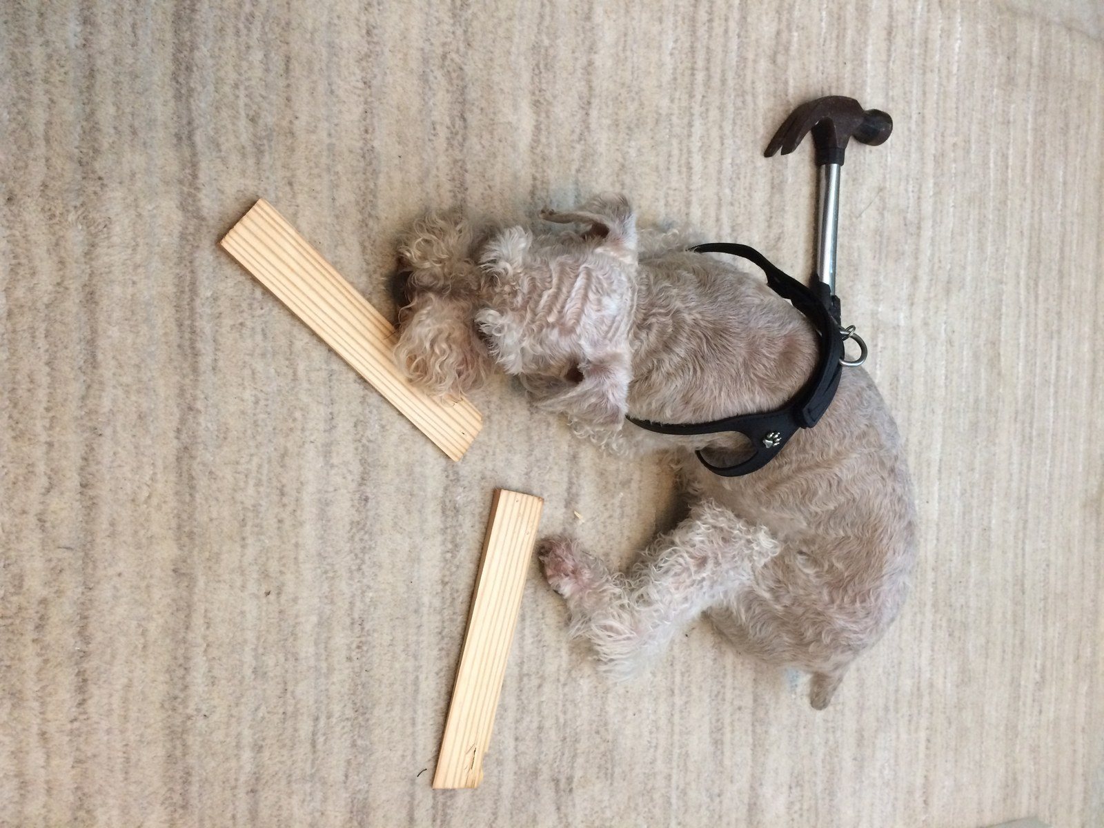 Fritz Loves Projects And 'helps' By Stealing Tools And Parts Then Falls Asleep W