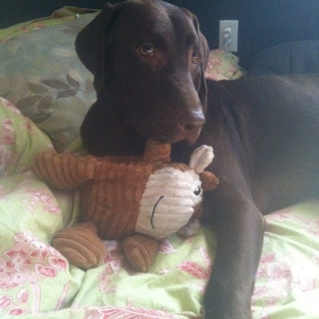 Toby Snuggles