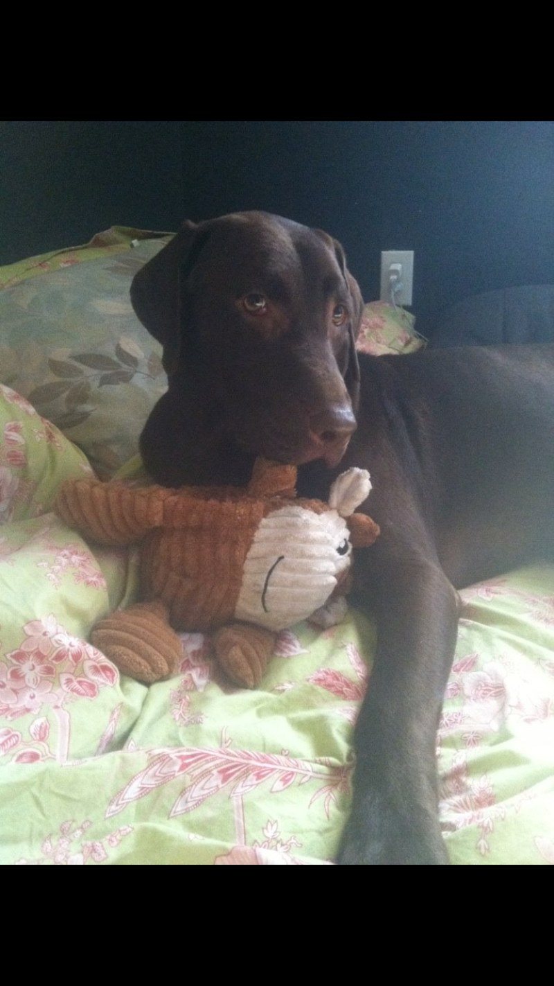 Toby Snuggles