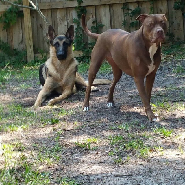 Where Are Squirrels At?