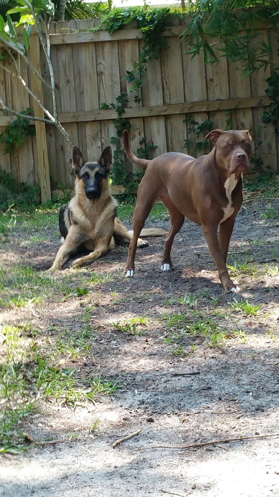 Where Are Squirrels At?