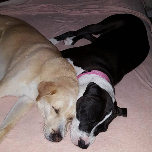 Sweet Dreams