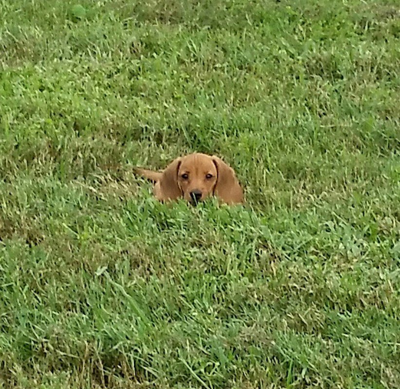 Her Field Of Dreams