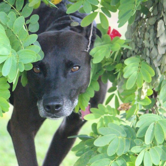 Creeping Through The Trees