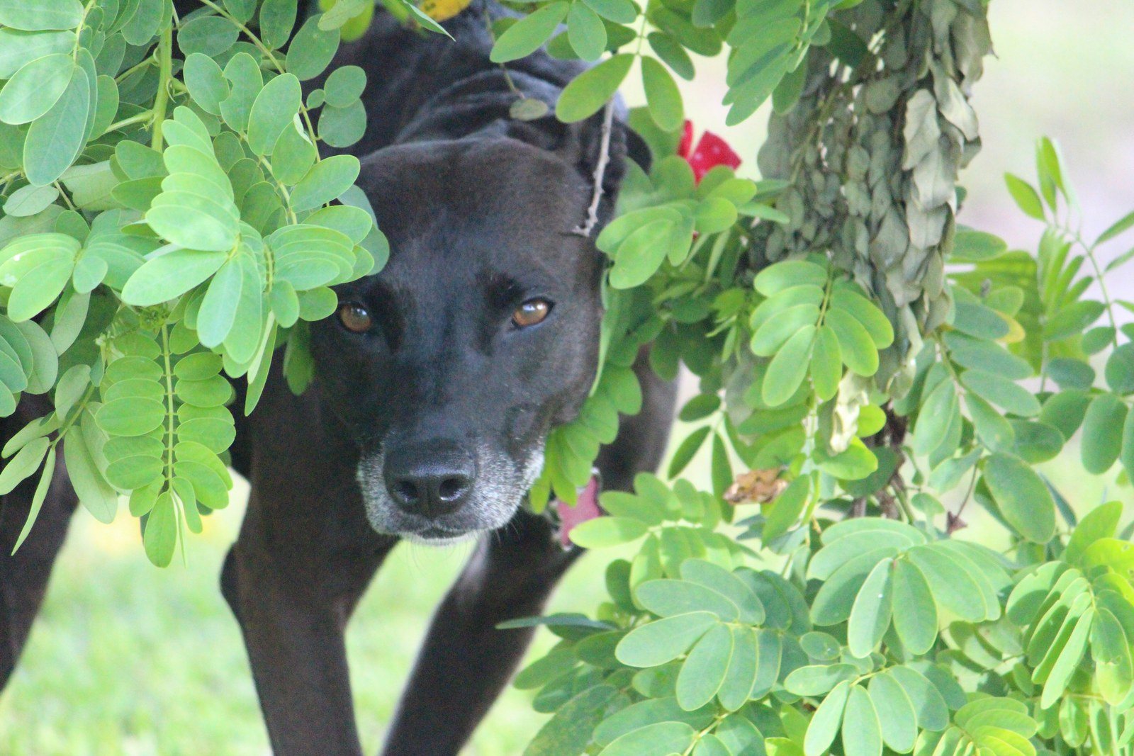 Creeping Through The Trees