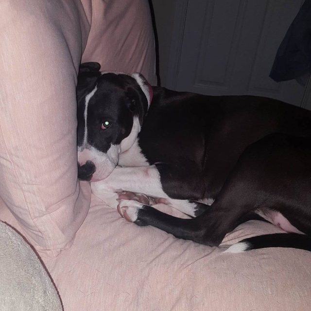 NovaLee Stealing My Pillow