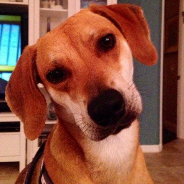 Luckiest Rescue Dog In The World