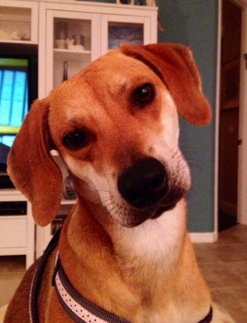 Luckiest Rescue Dog In The World