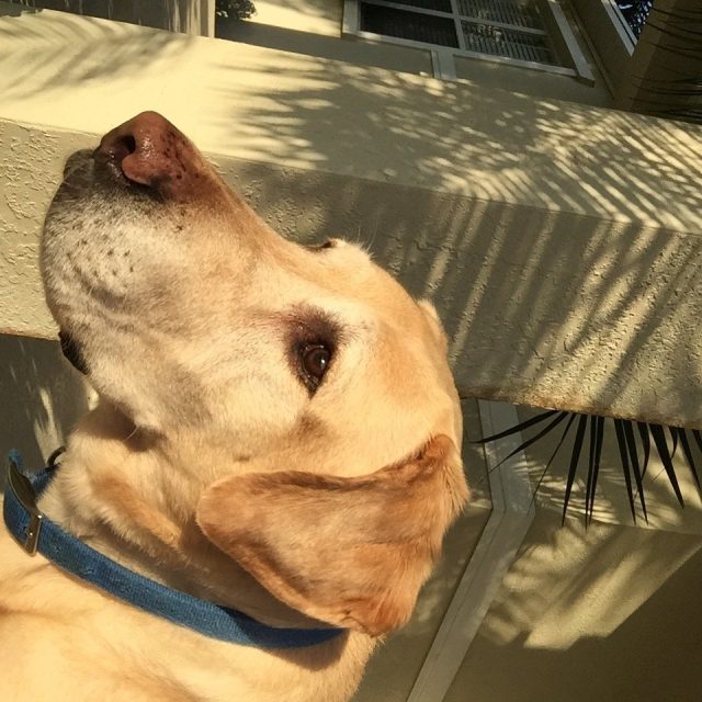 Sunshiny Pup
