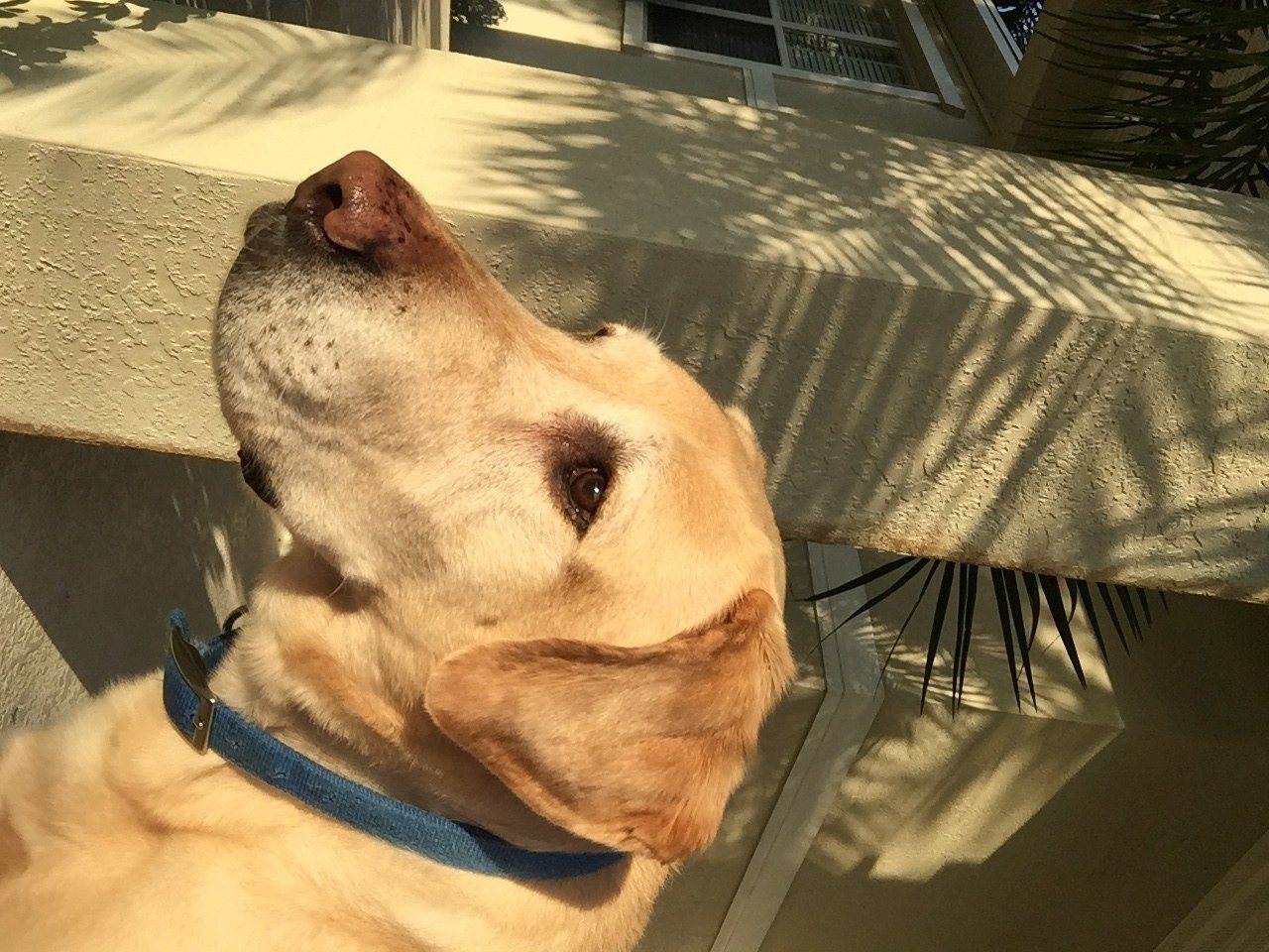 Sunshiny Pup