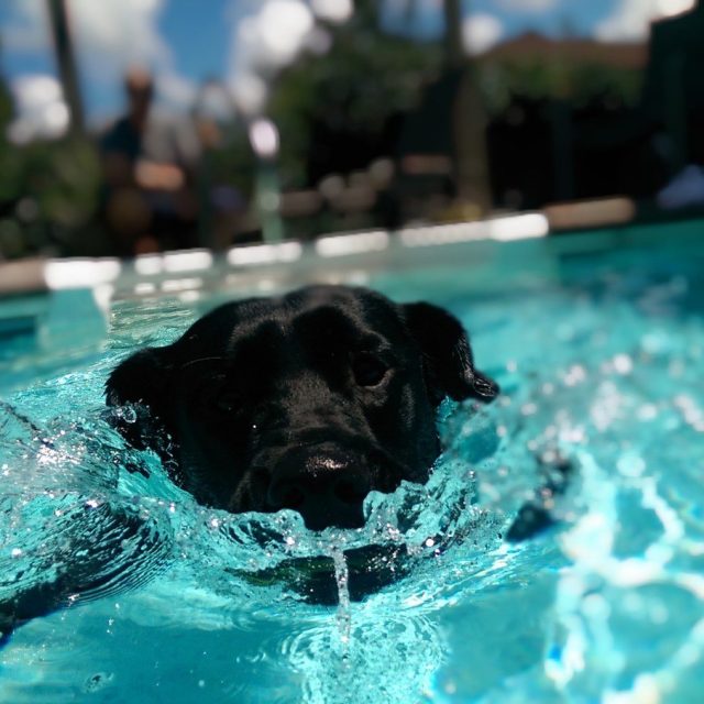 Water Wings