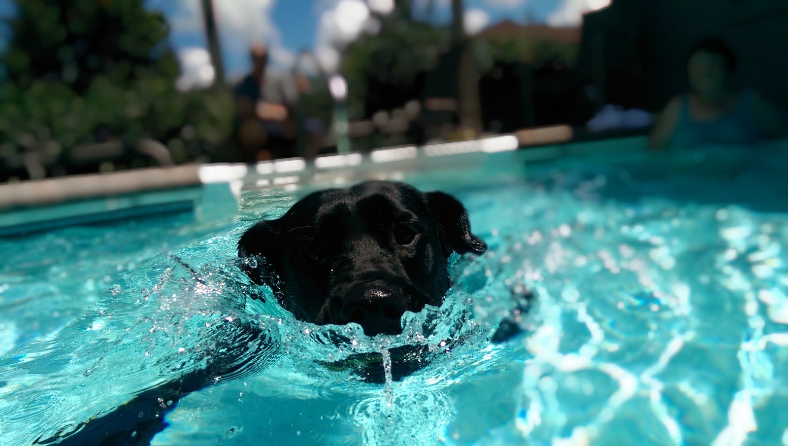 Water Wings