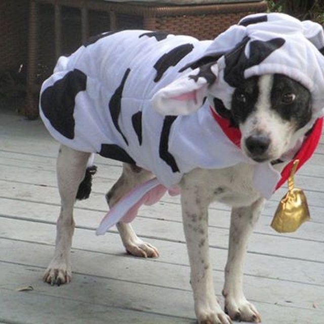 Mooooo