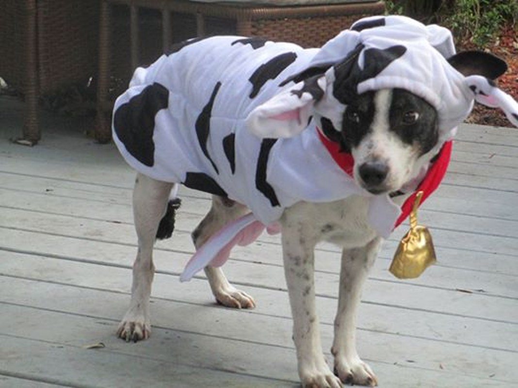 Mooooo
