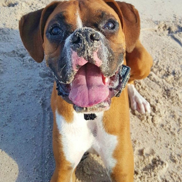 Beach Dog!