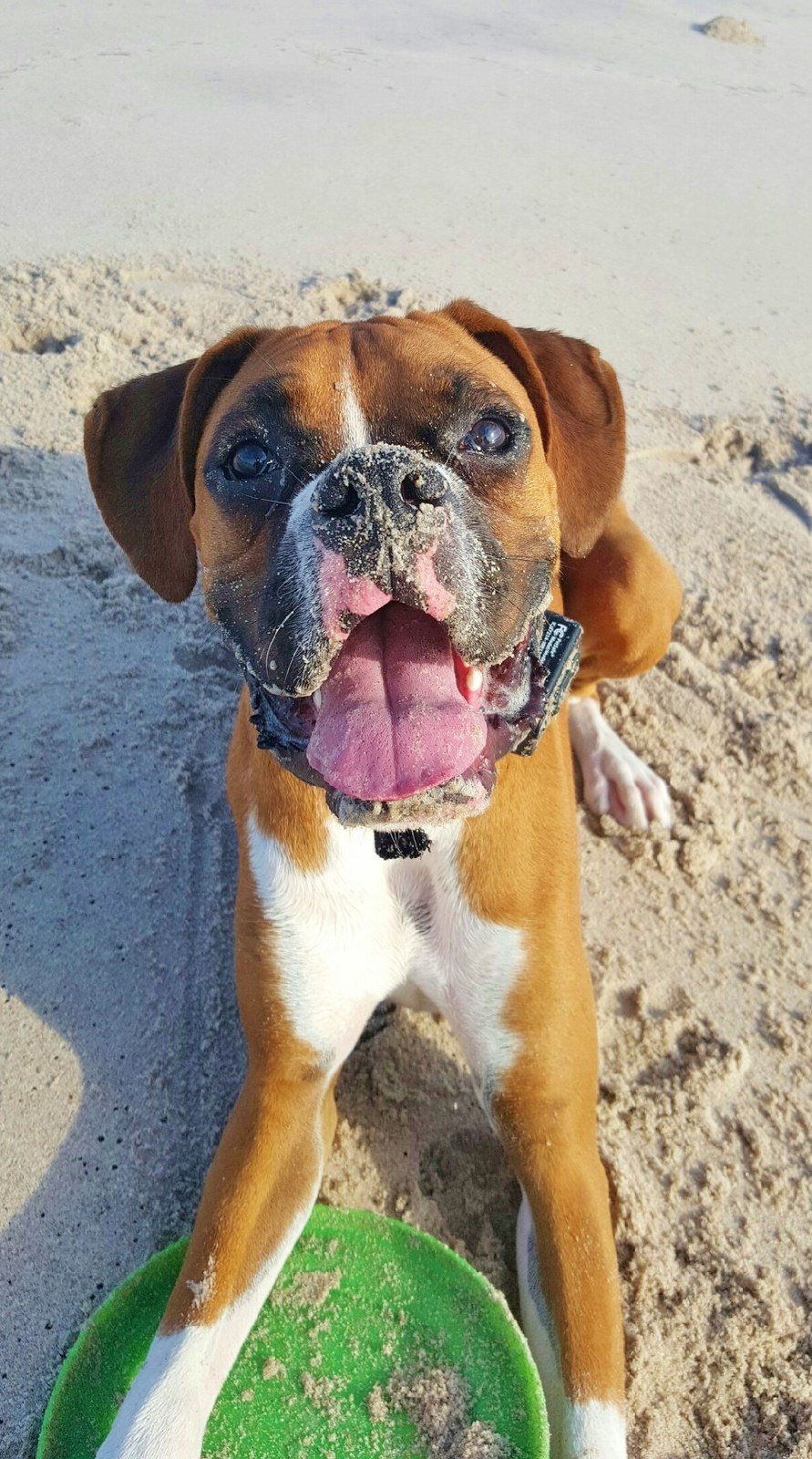 Beach Dog!