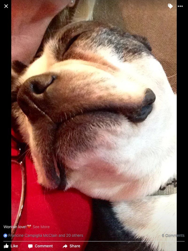 Wonton Loves His Mommy!