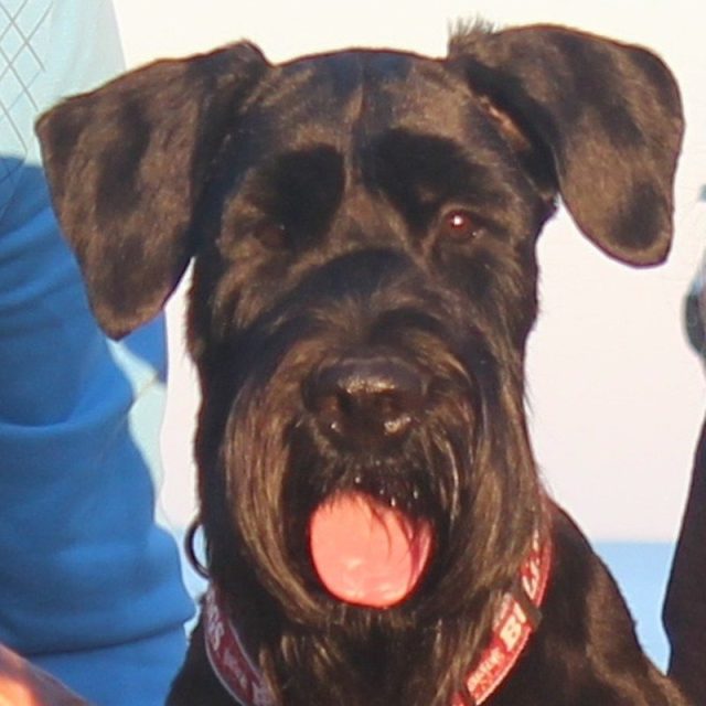 Bruno The Giant Schnauzer