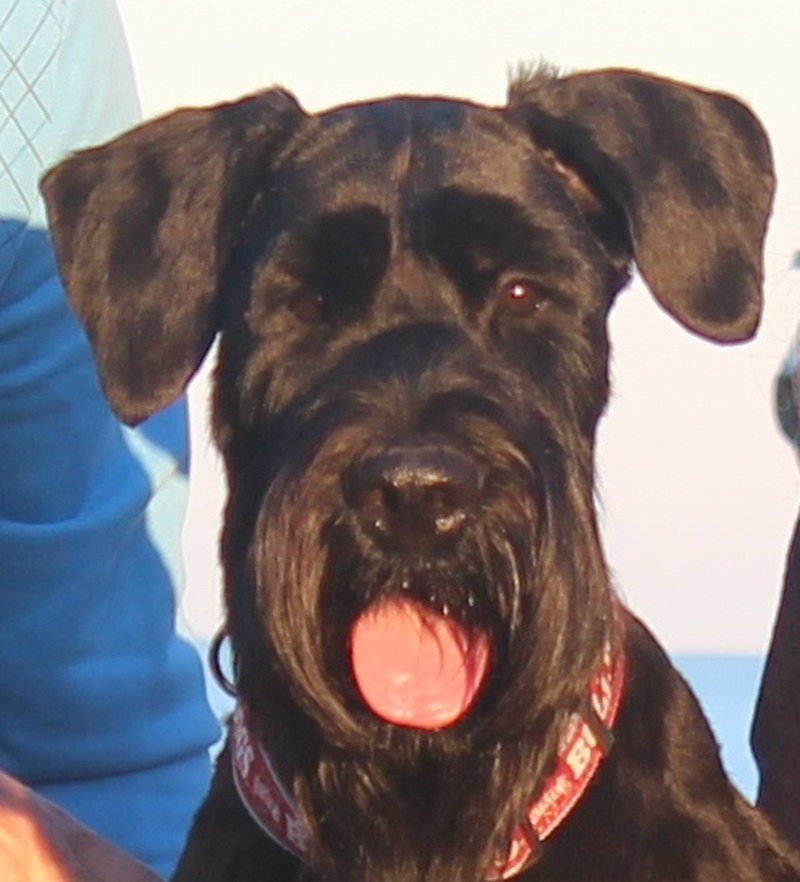 Bruno The Giant Schnauzer