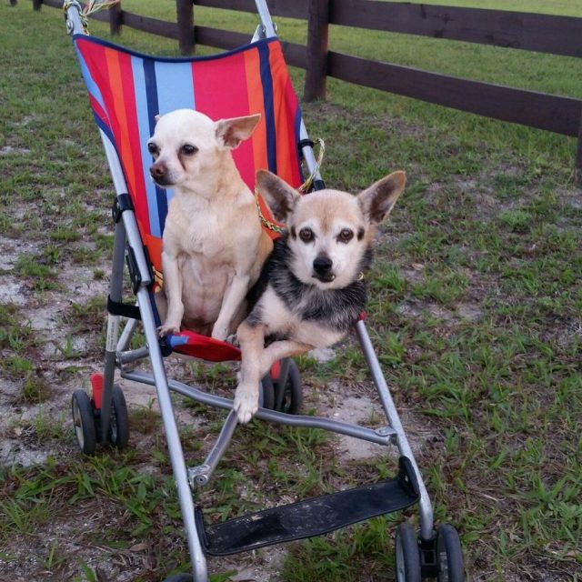 Pampered Pups Riding In Style