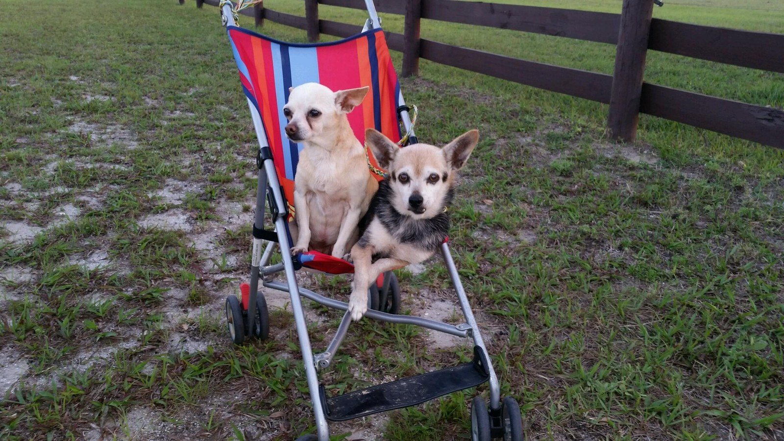 Pampered Pups Riding In Style