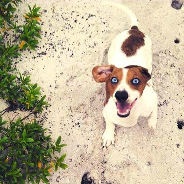 Happy Be Pup