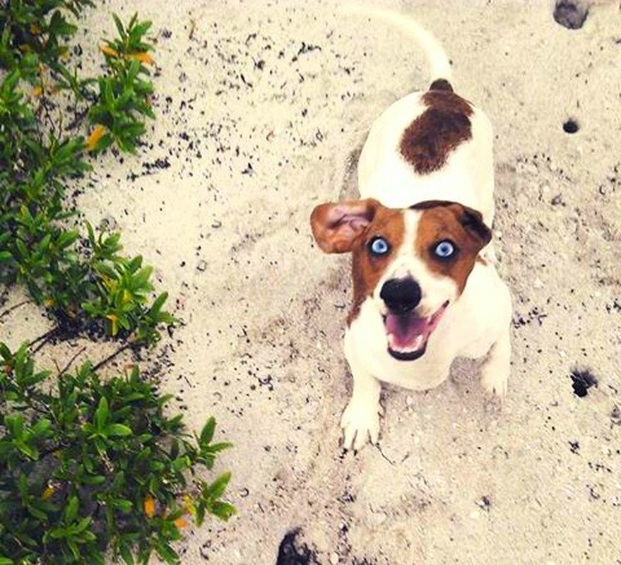 Happy Be Pup