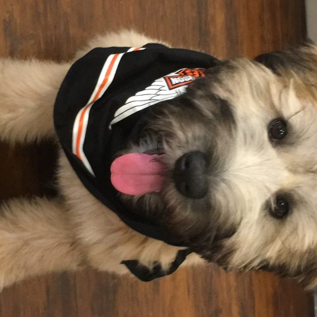 Harley Girl Koko