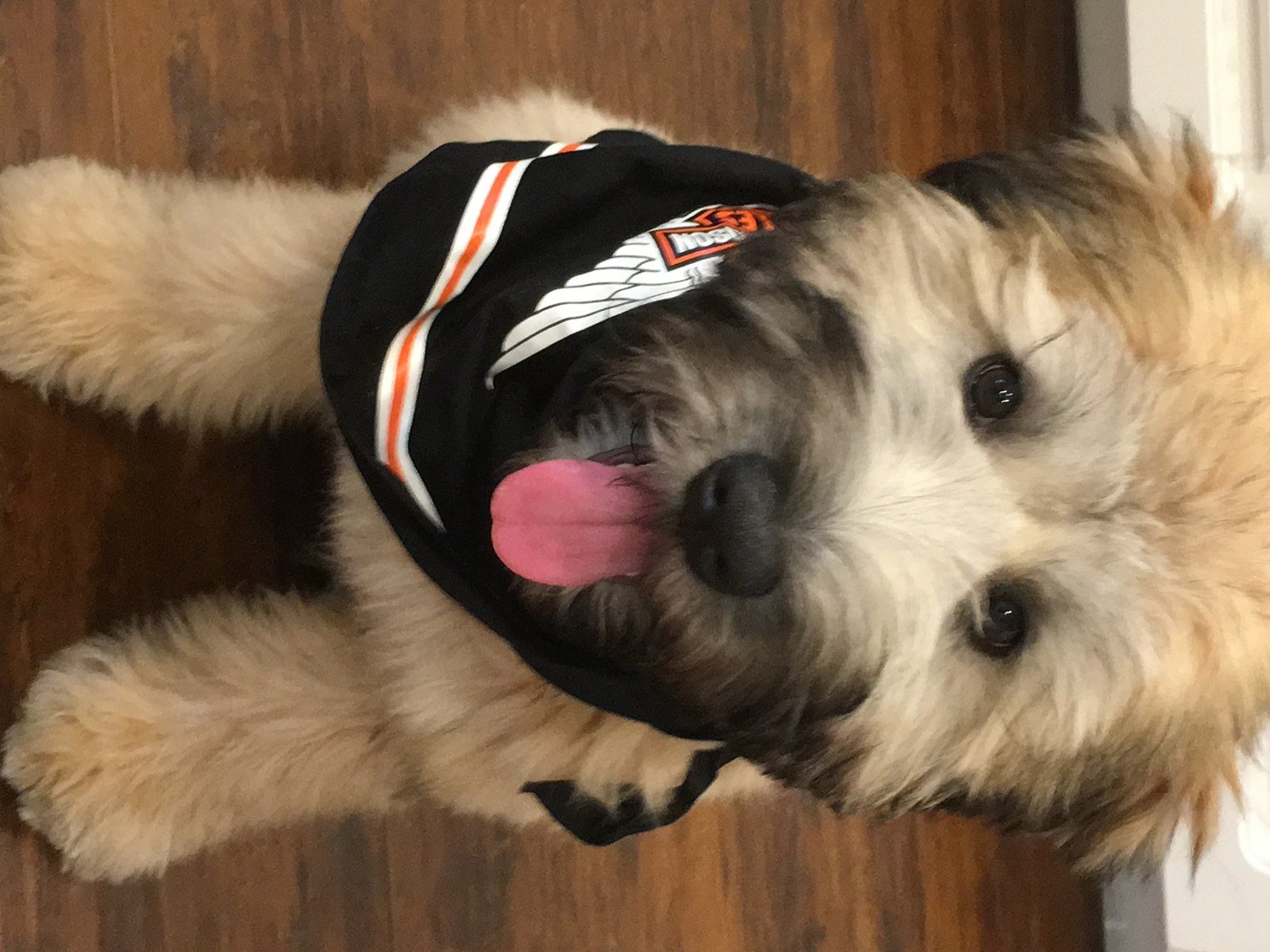 Harley Girl Koko