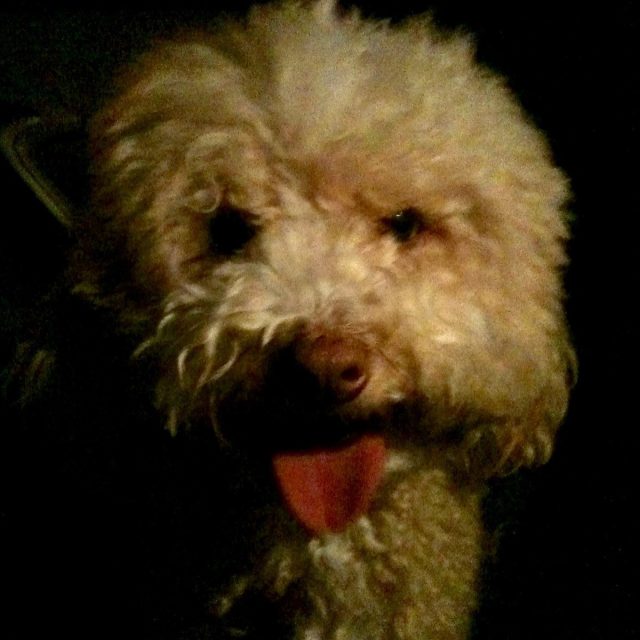 Bobo