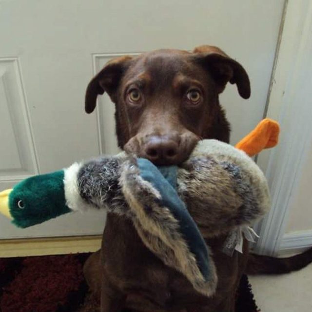 Duck Duck Goose!