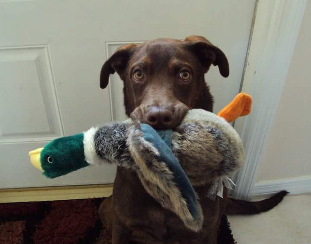 Duck Duck Goose!