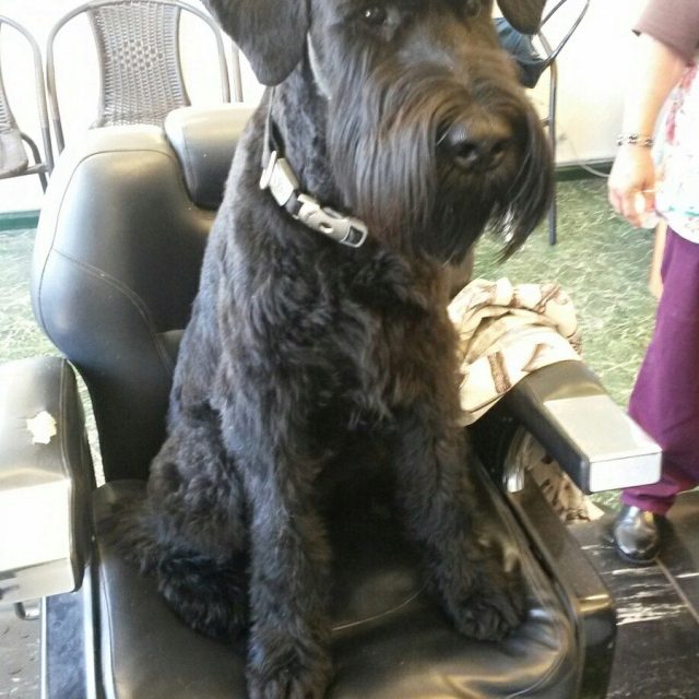 Bruno @ The Barber Shop
