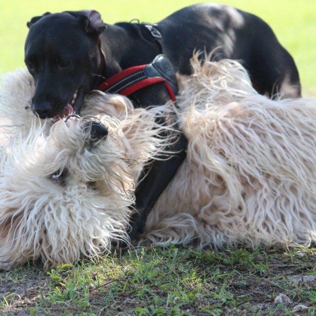 Love Is In The Air