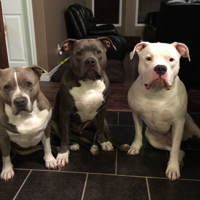 Loves